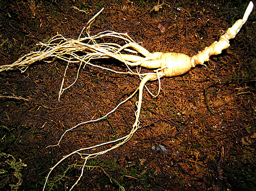 Photo courtesy of YourLocalDave.